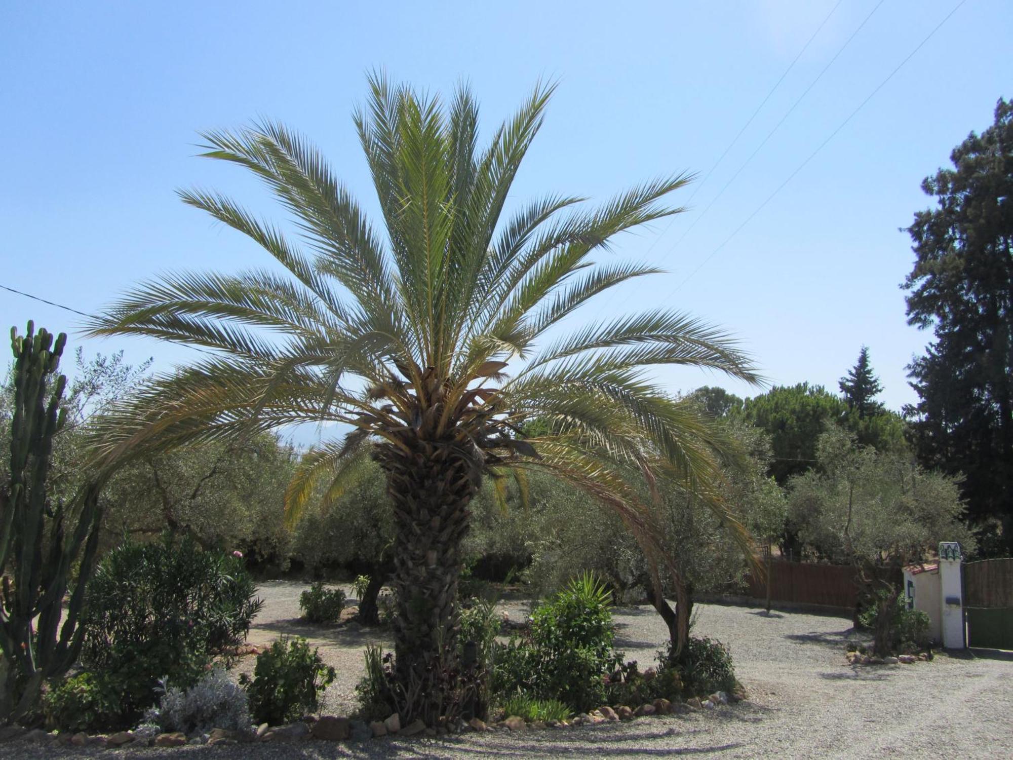La Casa Palmera - Caminito Del Rey Pizarra Eksteriør billede